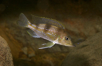 Gnathochromis permaxillaris 'Kafungi'